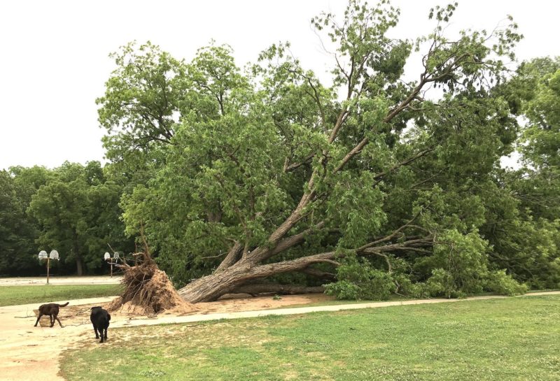 10 Worst Trees for San Antonio