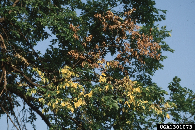 Dutch elm diseae