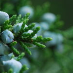 6 Best Trees to Plant in Kansas City