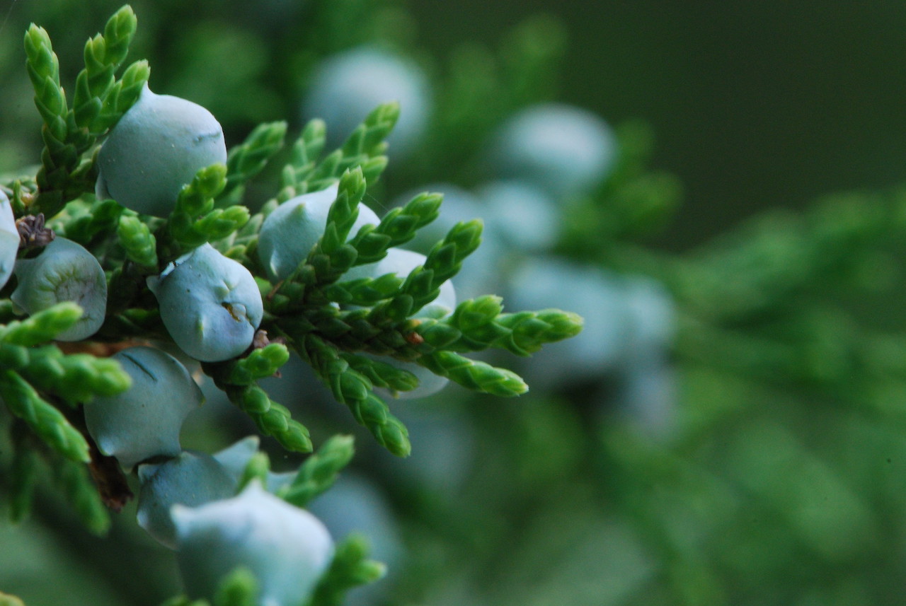 Eastern Red Cedar