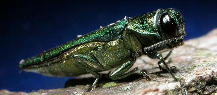 Emerald ash borer