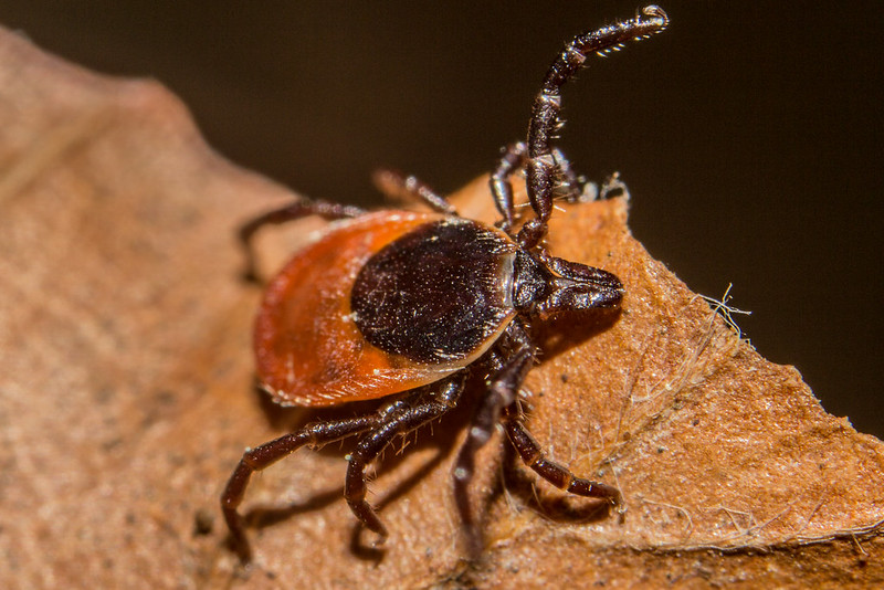 Blacklegged (deer) tick