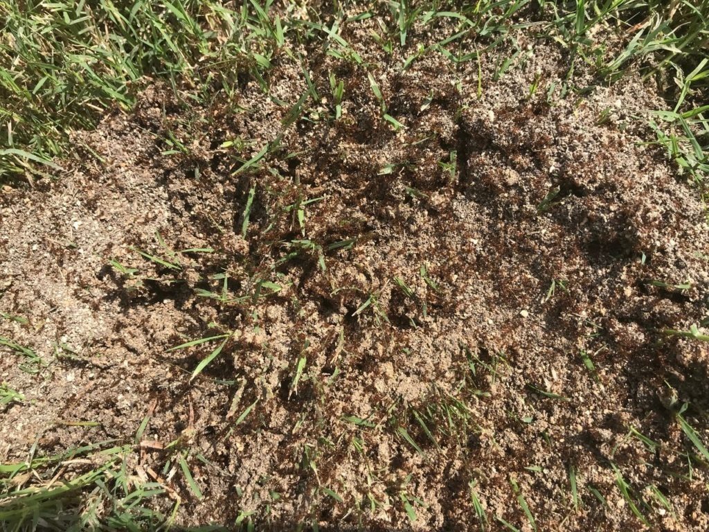 Fire ant pile