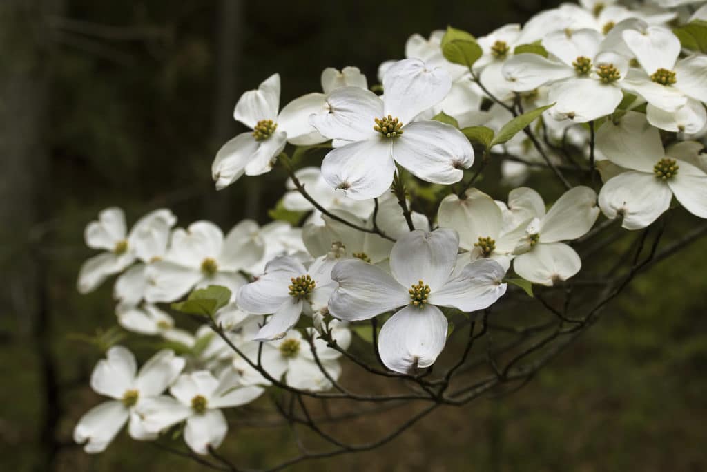 Dogwood flowers