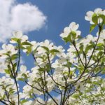 5 Best Native Trees to Plant in Orlando
