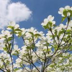 10 Best Native Trees for Orlando, FL