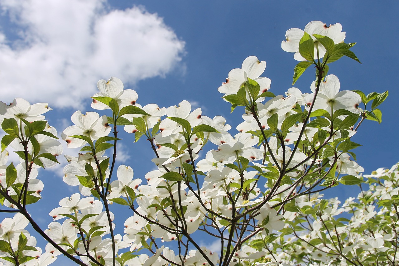 Flowering dogwood