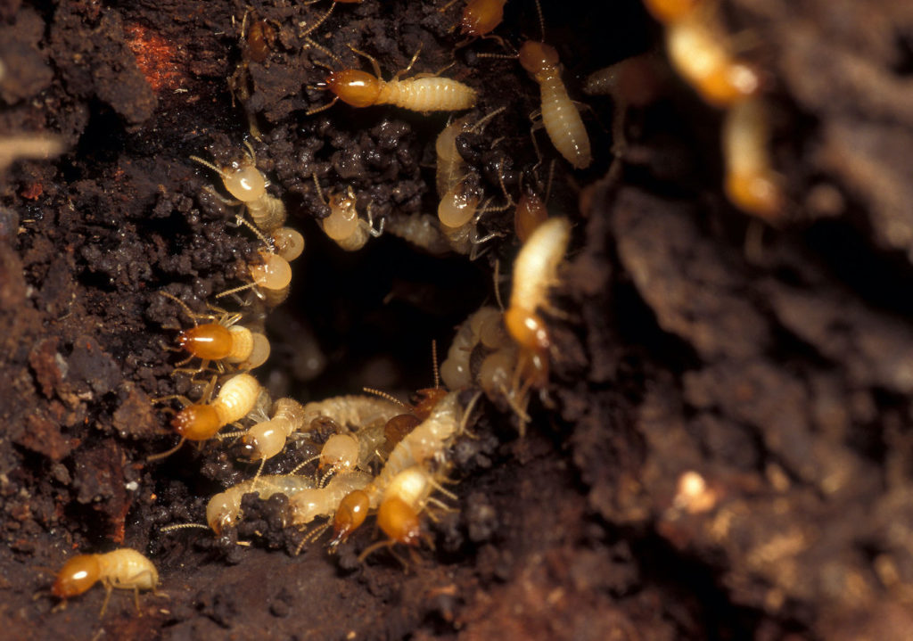 The Basics of San Antonio Termite Control