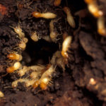 The Basics of San Antonio Termite Control