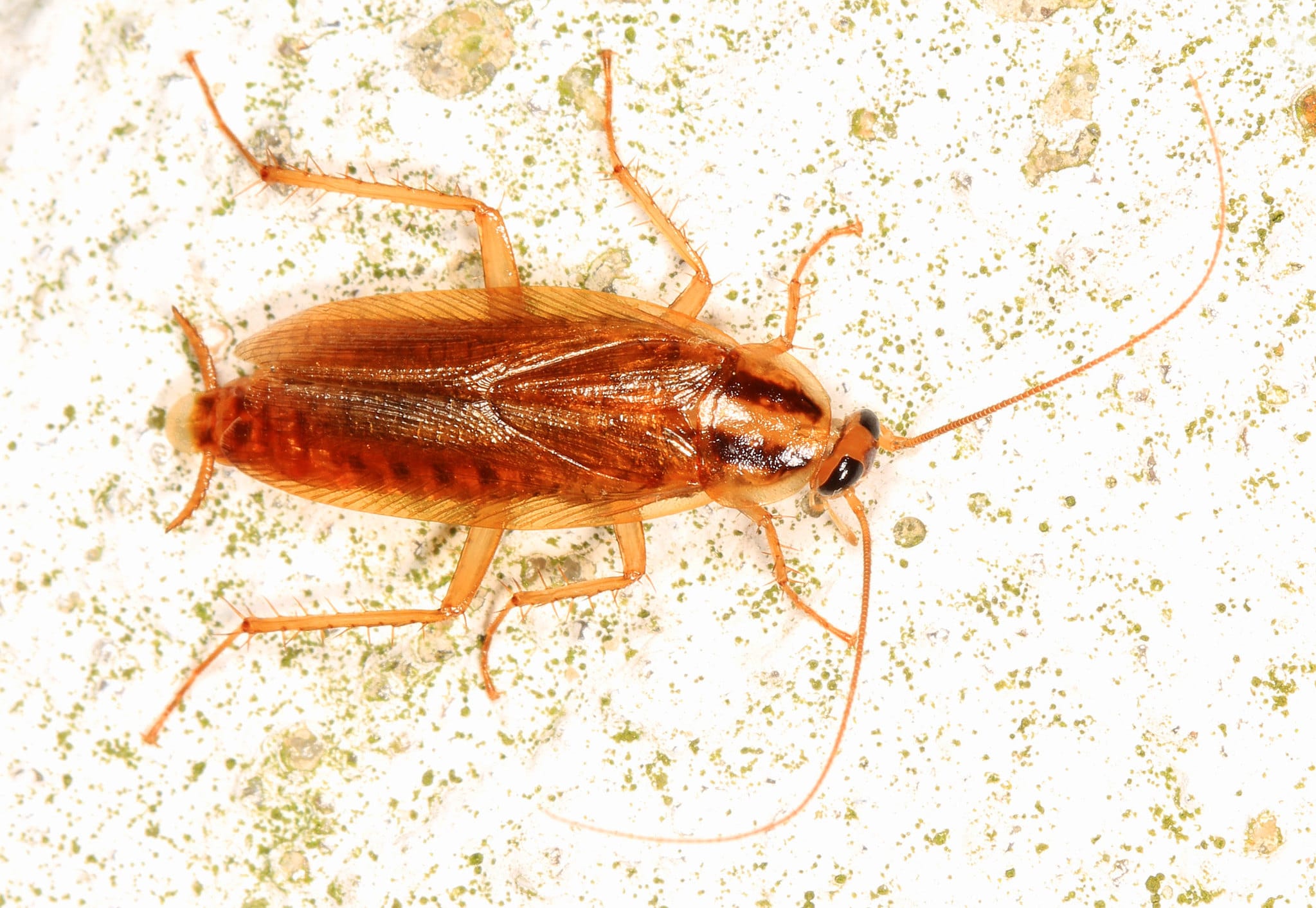 German cockroach