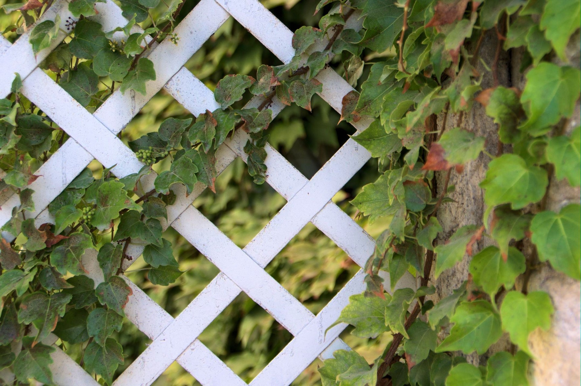 Ivy and trellis