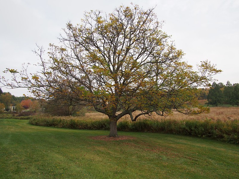 Kentucky coffeetree