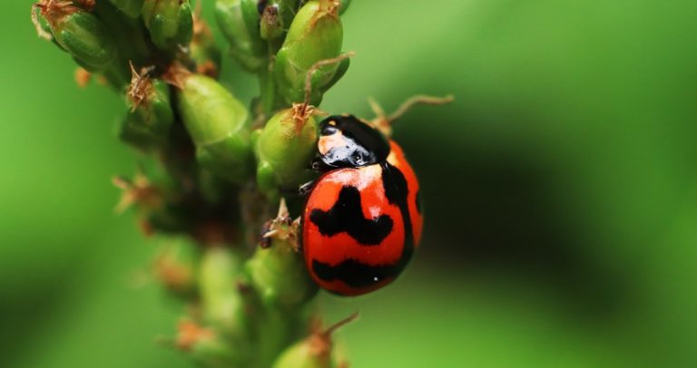 ladybug on a leaf