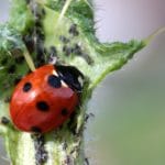 Eco-Friendly Pest Control in Minneapolis