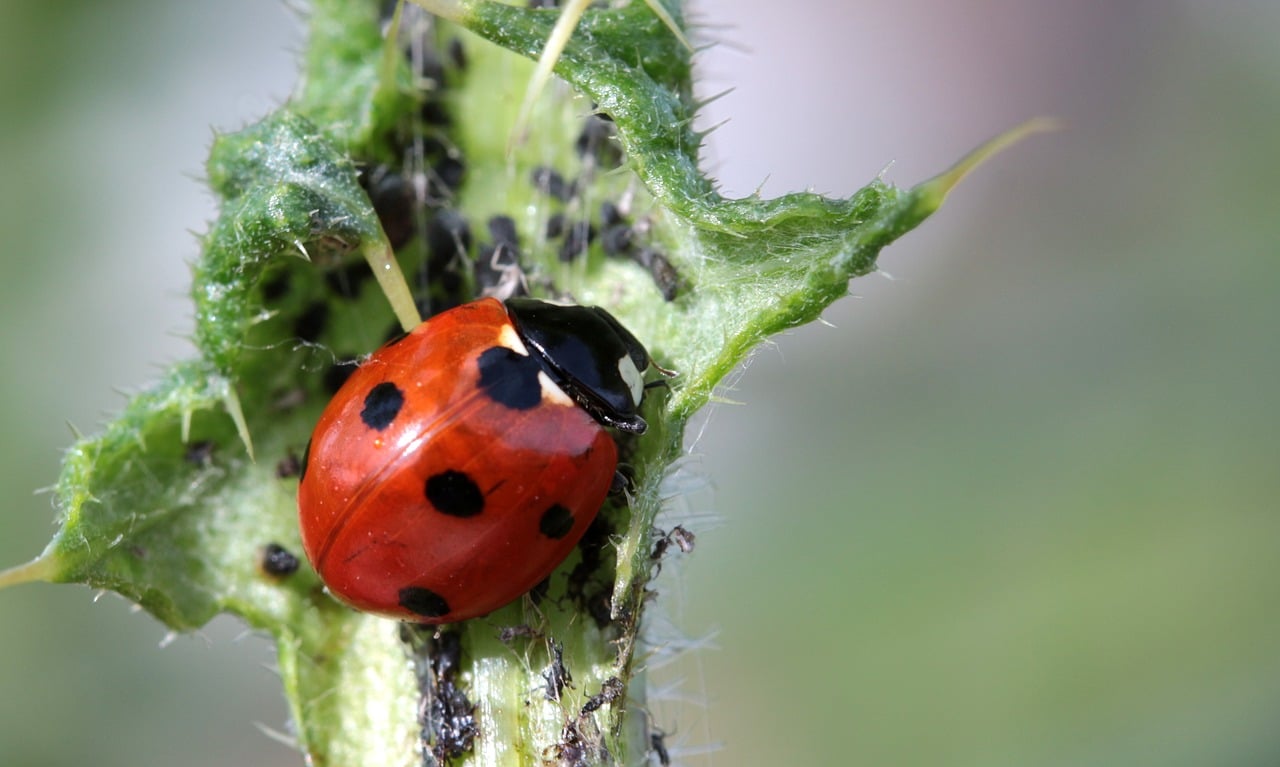 closeup of lady bug