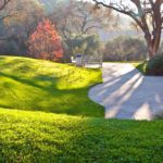 Low-Maintenance Landscaping Ideas for Raleigh