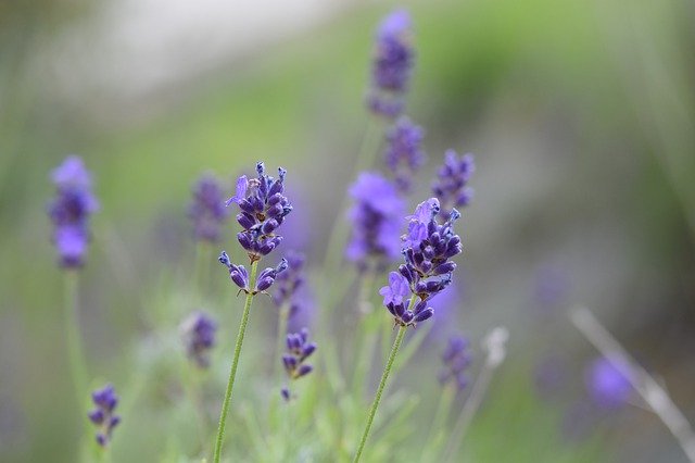 Lavender