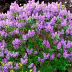 Deer-Resistant Trees and Shrubs in Minneapolis