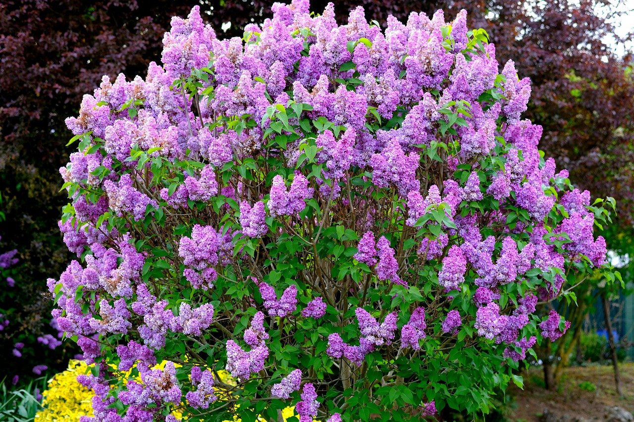 Lilac bush