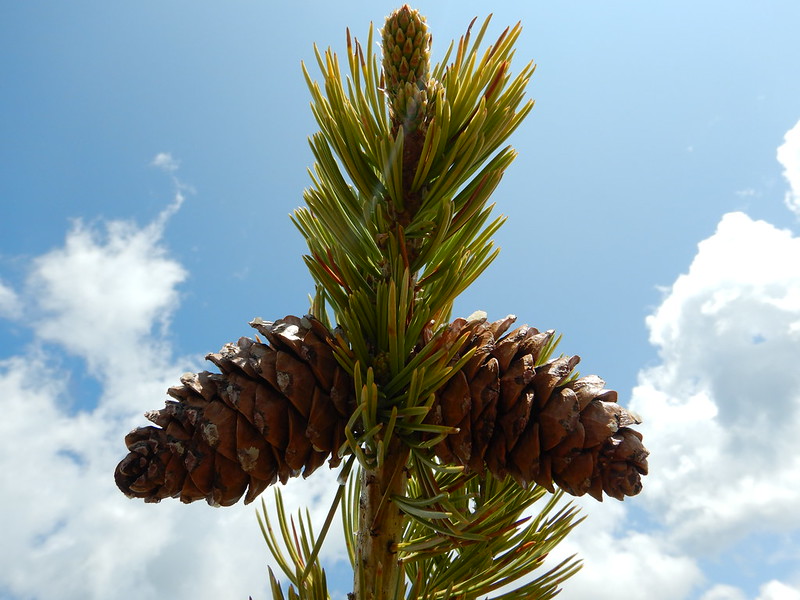 Limber pine