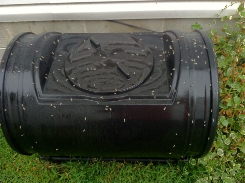 Maggot-infested compost bin.