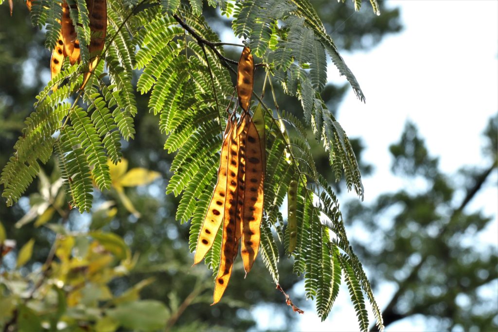 Mimosa tree