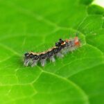 9 Worst Garden Pests in Dallas, TX