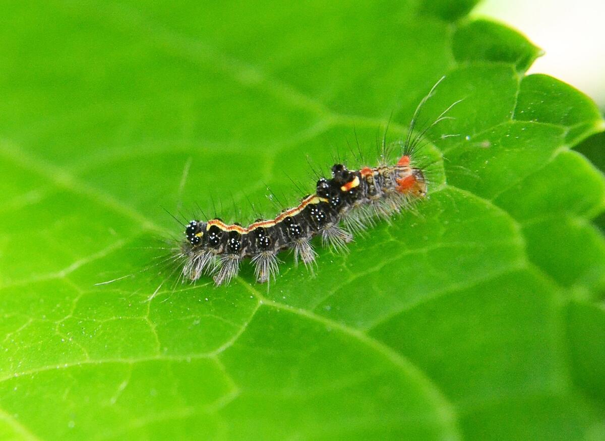 A closeup of a caterpillar