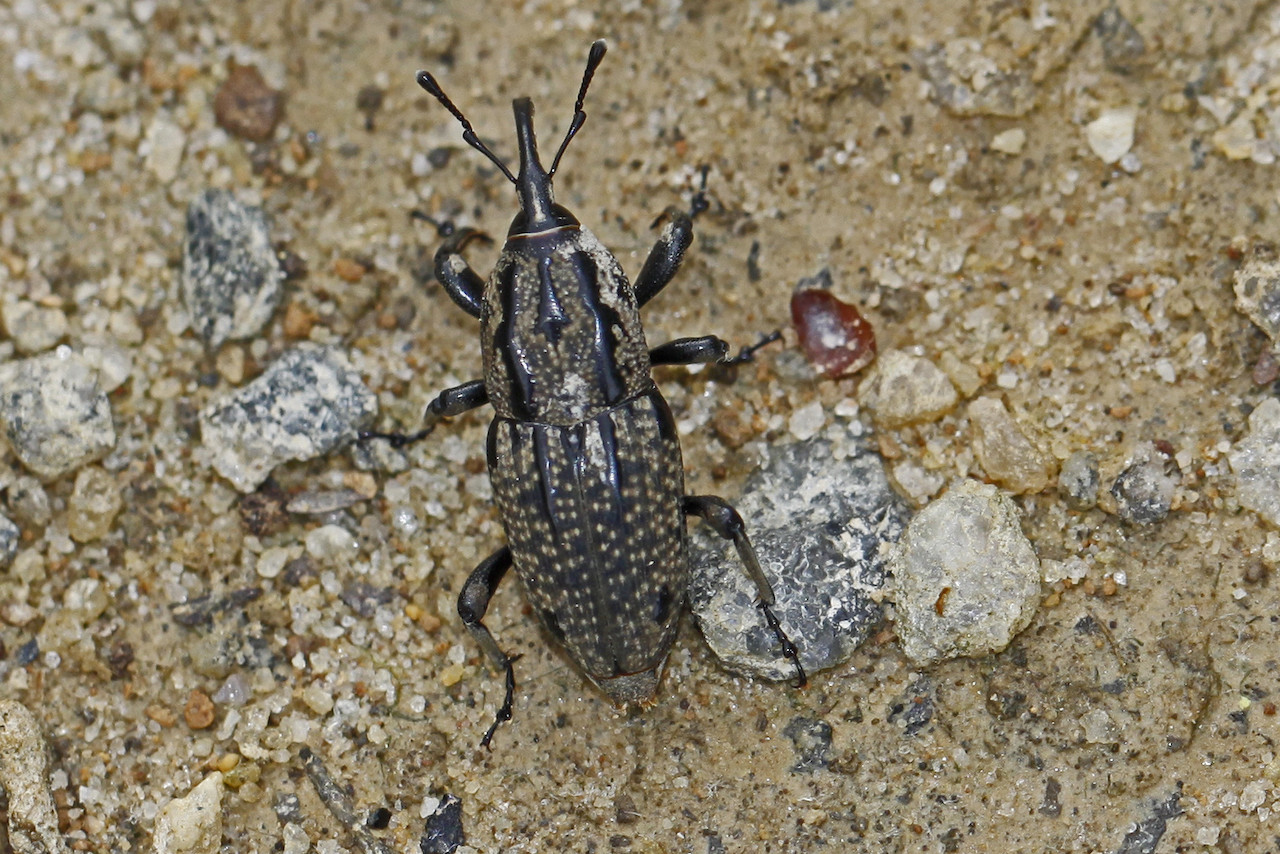 Nutgrass billbug