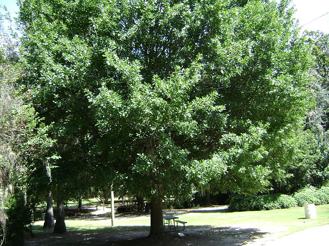 Nuttall oak