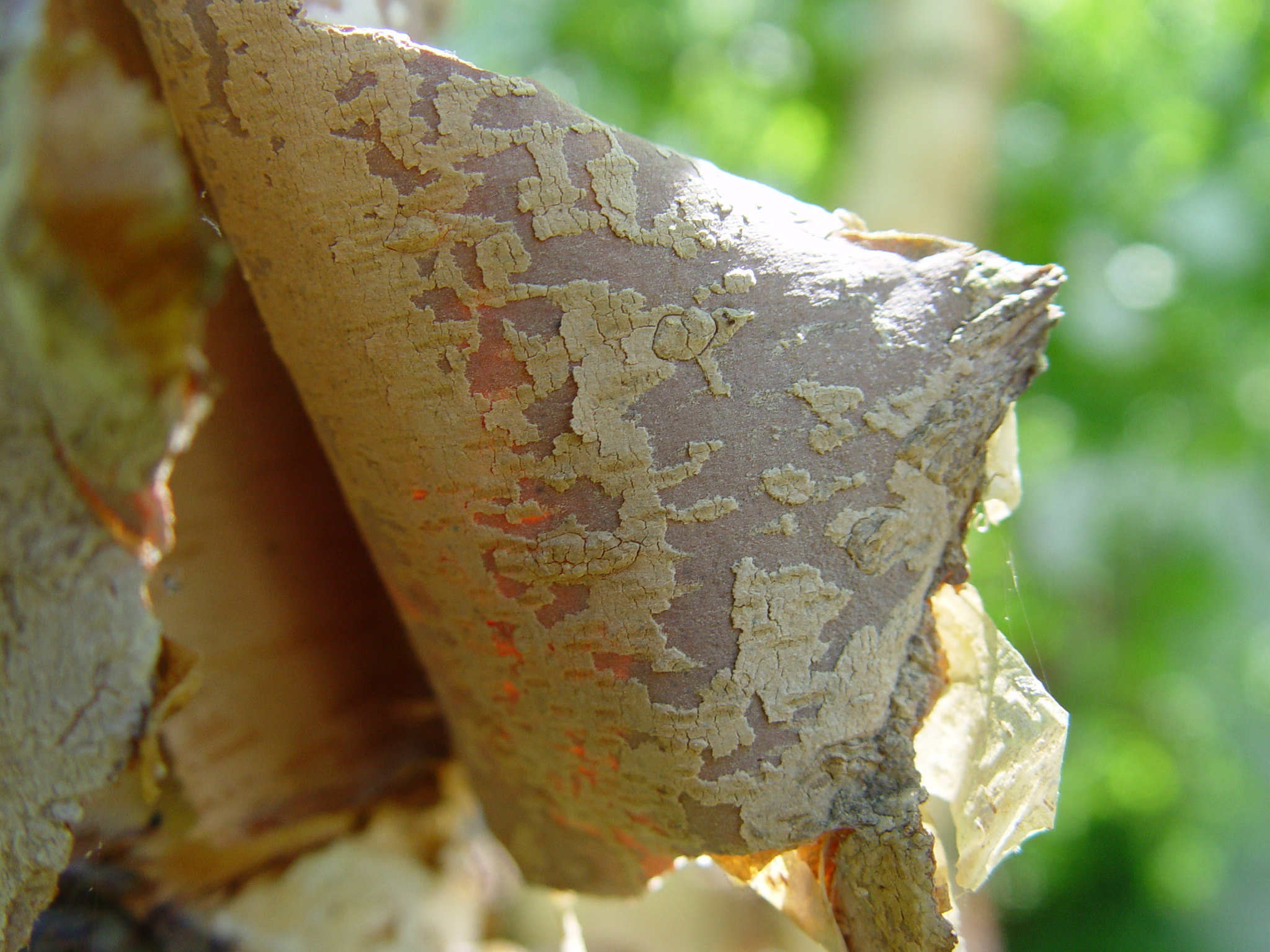 Birch tree peeling bark