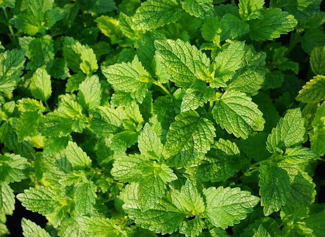 Peppermint leaves