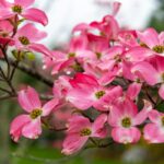 Best Shade Trees to Plant in Charlotte