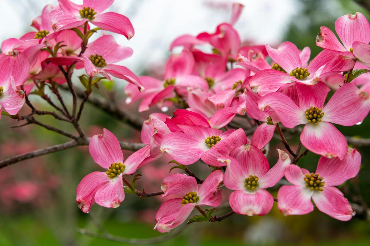 Pink Flowering Dogwood flowers