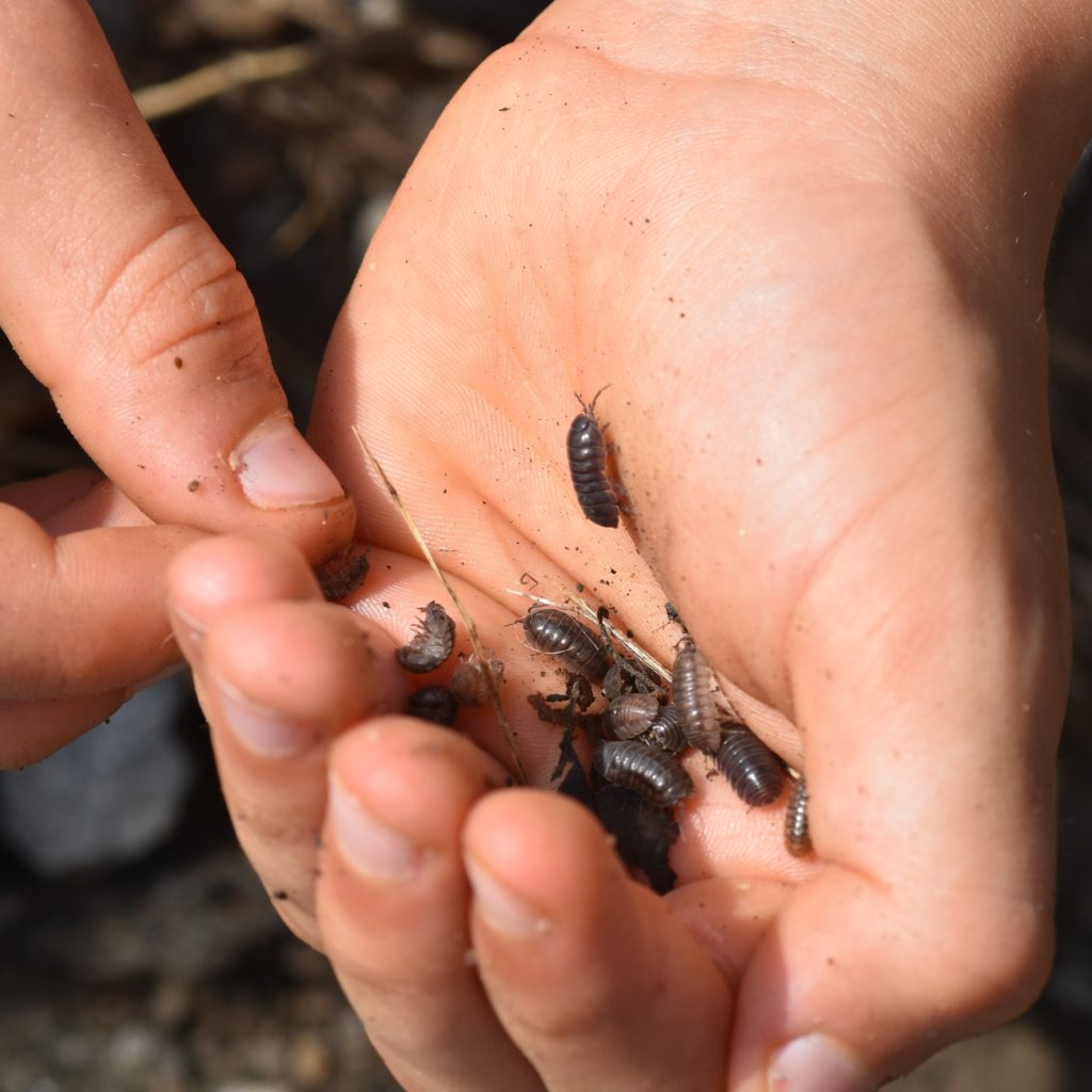 Pillbugs in hand