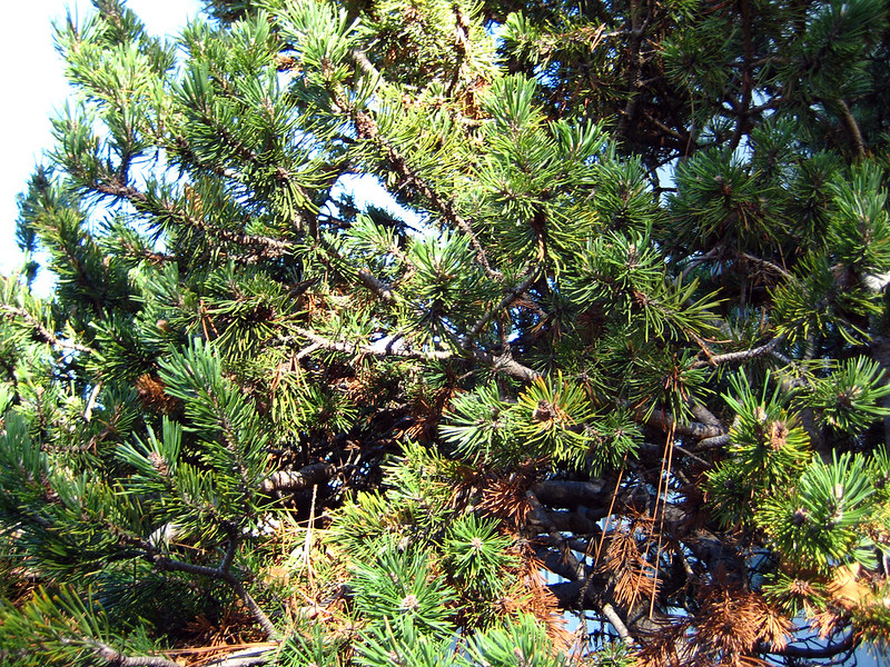 Mountain pine. Credit: Bri Weldon, CC 2.0.
