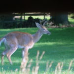 Deer-Resistant Landscaping in Richmond