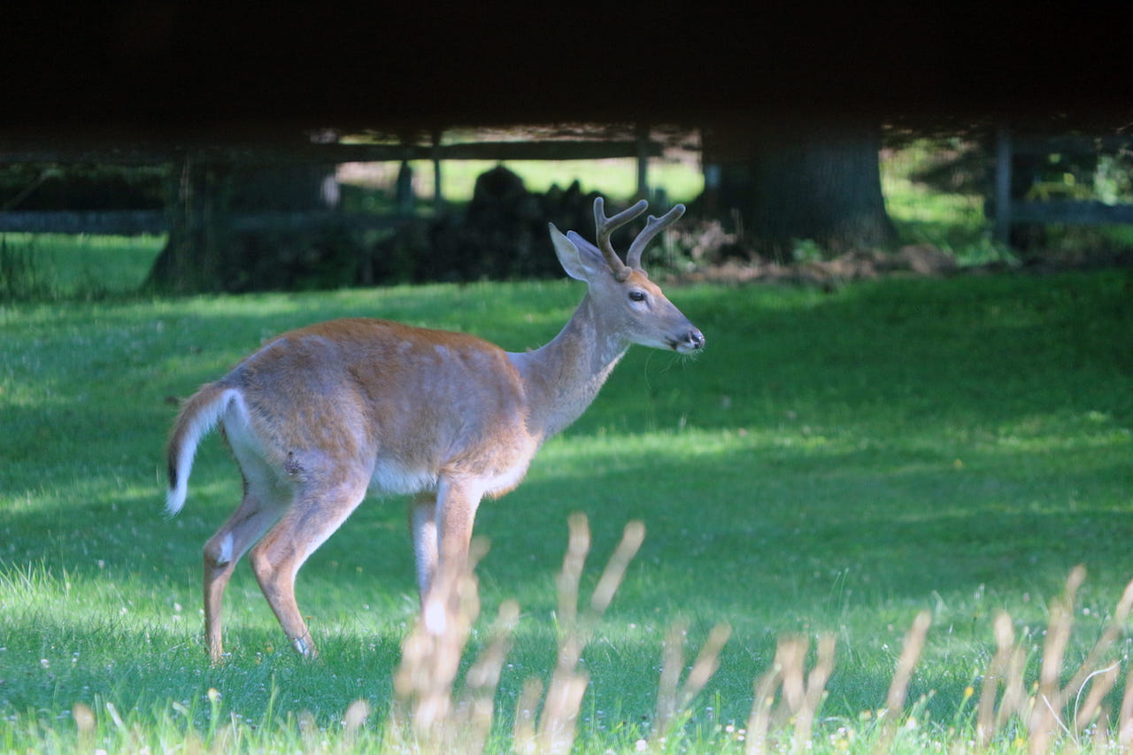 Deer in landscape