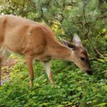 Deer-Resistant Landscaping for Denver Yards