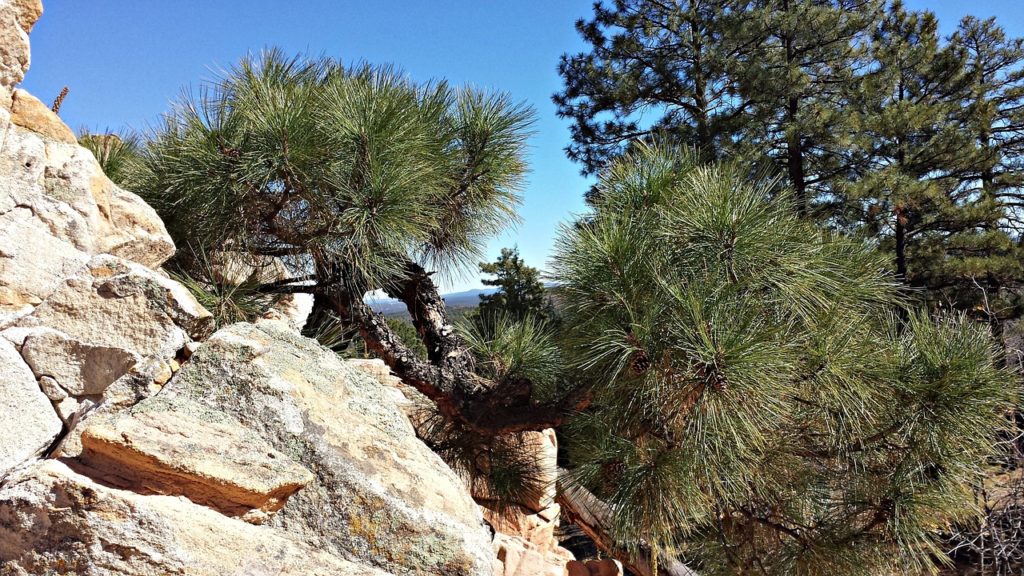 Ponderosa pine