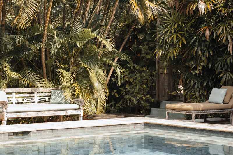 image of privacy plants around a pool