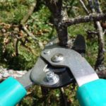 5 Basic Tree Care Tips for Fort Worth