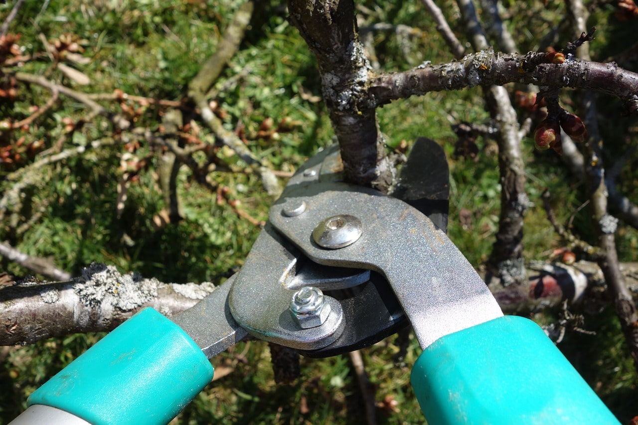 Pruning a tree