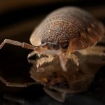 How to Stop the Bed Bugs From Biting in Denver