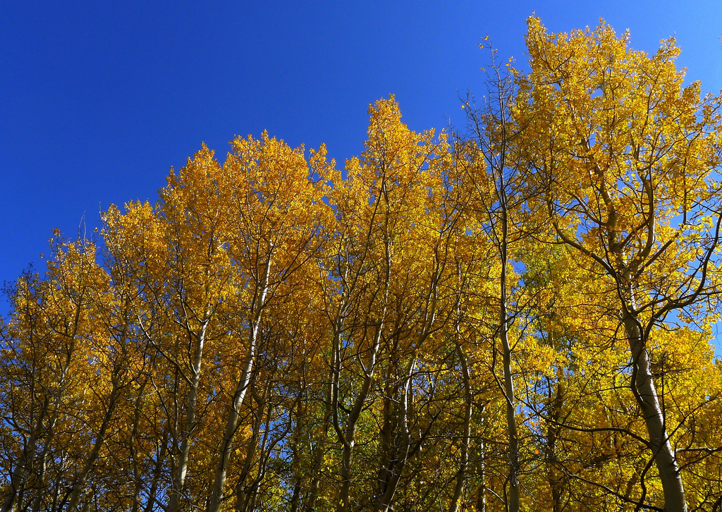 Quaking aspen