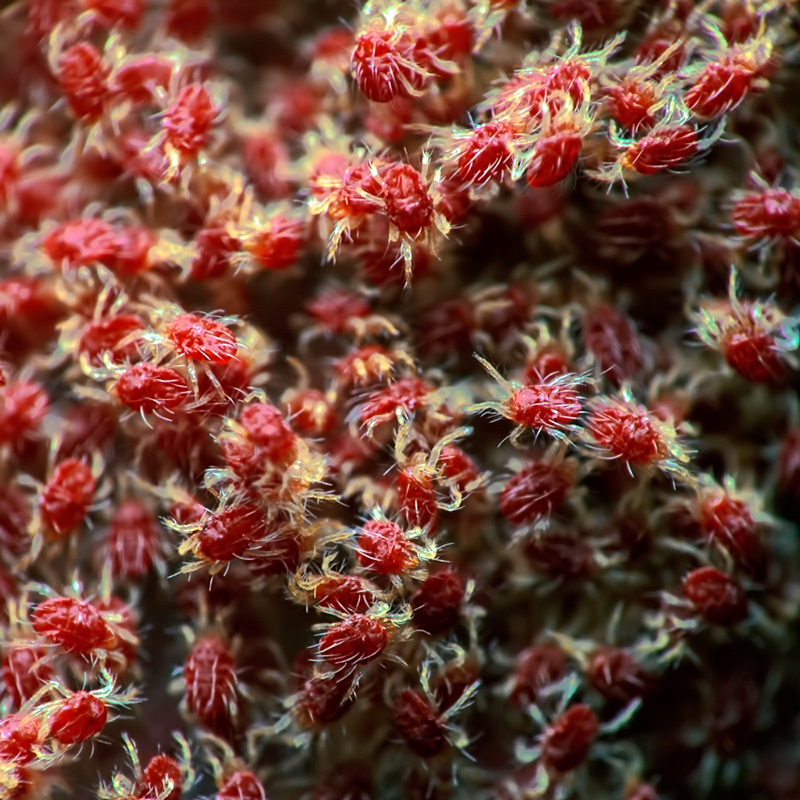 Red spider mites