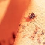 How to Control Ticks in Denver