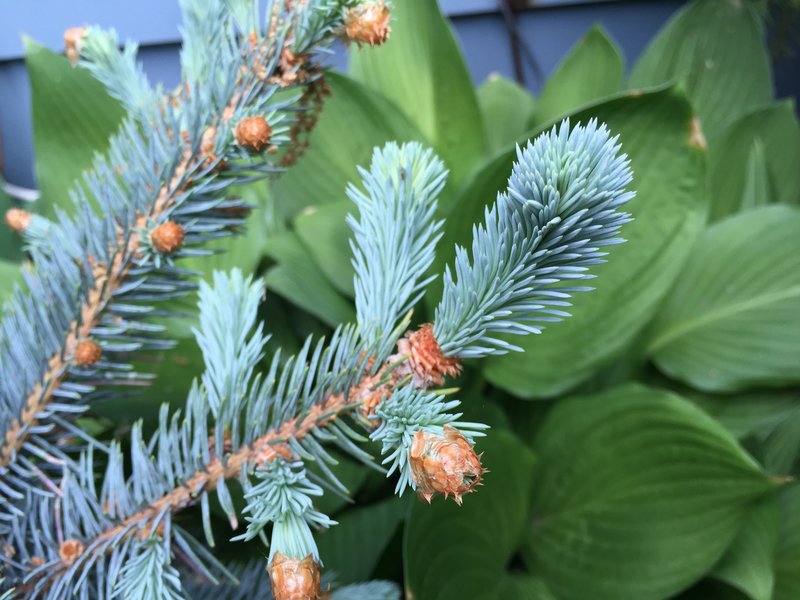 rsz_2015-05-18_13_01_32_blue_spruce_new_growth_along_terrace_boulevard_in_ewing_new_jersey