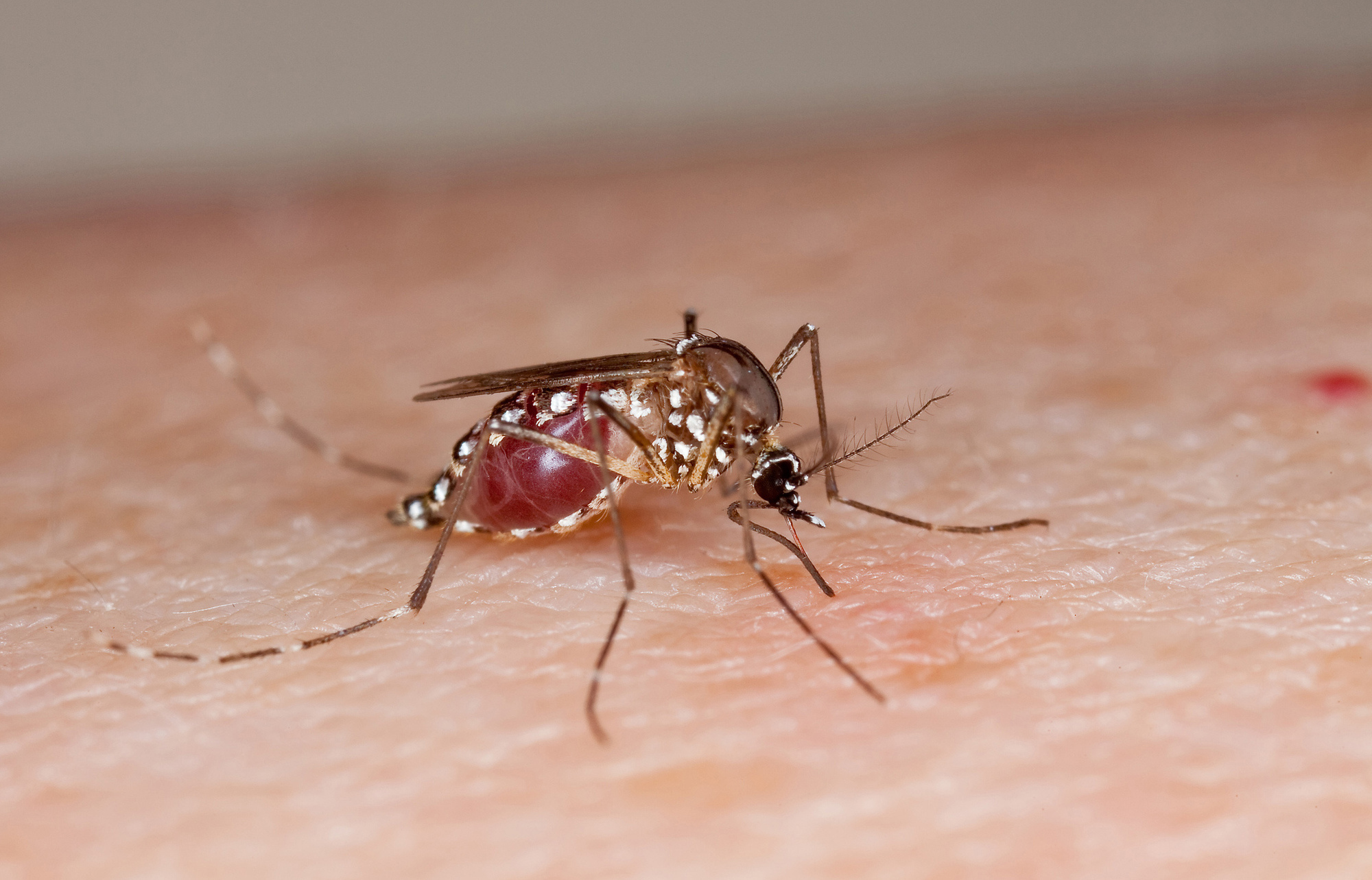 mosquito on skin