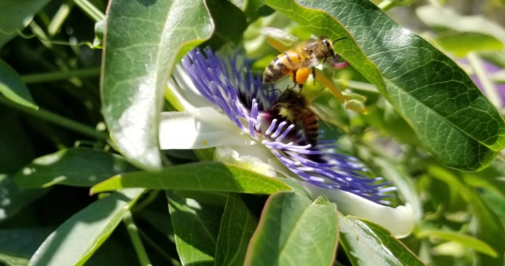 Pollinator garden